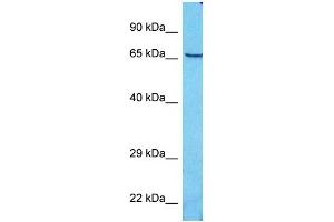 Host:  Rabbit  Target Name:  ZNF74  Sample Type:  293T Whole Cell lysates  Antibody Dilution:  1. (ZNF74 antibody  (N-Term))