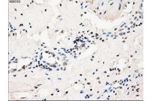 Immunohistochemical staining of paraffin-embedded pancreas tissue using anti-FCGR2A mouse monoclonal antibody. (FCGR2A antibody)