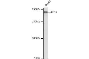 Western blot analysis of extracts of HepG2 cells, using PEG3 antibody (ABIN6128527, ABIN6145434, ABIN6145435 and ABIN6216398) at 1:1000 dilution.