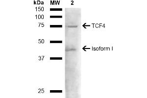 Western blot analysis of Mouse liver lysate showing detection of ~71. (TCF4 antibody  (AA 500-600) (PerCP))