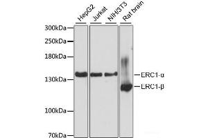 Western blot analysis of extracts of various cell lines using ERC1 Polyclonal Antibody at dilution of 1:3000. (ERC1 antibody)