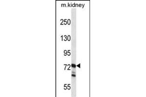 RGL1 Antikörper  (AA 247-275)