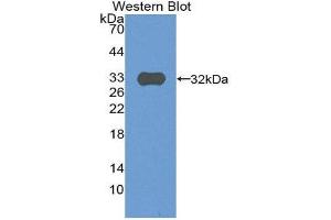 Western Blotting (WB) image for anti-Complement Component C9 (C9) (AA 22-265) antibody (ABIN3206005)