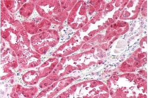 ABIN5539547 (5µg/ml) staining of paraffin embedded Human Kidney.