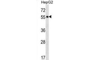 Western Blotting (WB) image for anti-Protein O-Fucosyltransferase 2 (POFUT2) antibody (ABIN2996993) (POFUT2 antibody)