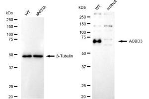 anti-Acyl-CoA Binding Domain Containing 3 (Acbd3) antibody