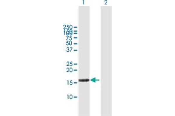 DUSP22 antibody  (AA 1-184)