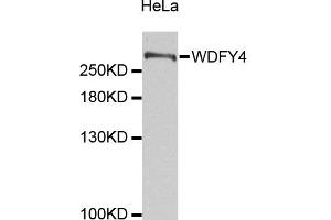 Western blot analysis of extracts of HeLa cells, using WDFY4 antibody (ABIN5972817). (WDFY4 antibody)