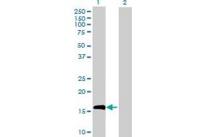 Western Blot analysis of IL10 expression in transfected 293T cell line by IL10 MaxPab polyclonal antibody. (IL-10 antibody  (AA 1-178))