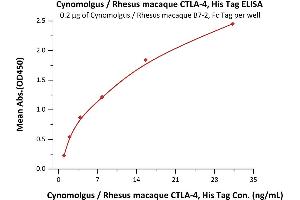 Immobilized Cynomolgus / Rhesus macaque B7-2, Fc Tag (ABIN2180852,ABIN2180851) at 2 μg/mL (100 μL/well) can bind Cynomolgus / Rhesus macaque CTLA-4, His Tag (ABIN2180926,ABIN2180925) with a linear range of 4-31 ng/mL (Routinely tested). (CTLA4 Protein (AA 37-160) (His tag))