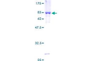 Image no. 1 for thromboxane A Synthase 1 (Platelet) (TBXAS1) (AA 1-466) protein (GST tag) (ABIN1322310) (TBXAS1 Protein (AA 1-466) (GST tag))