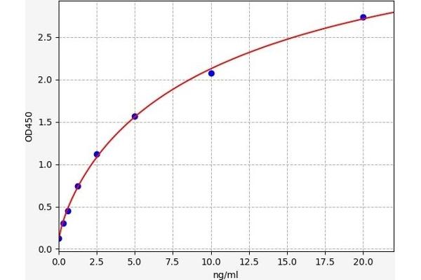 HTRA1 ELISA Kit