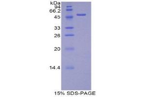 SDS-PAGE (SDS) image for Transcription Factor A, Mitochondrial (TFAM) (AA 43-243) protein (His tag,GST tag) (ABIN1878312)