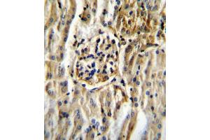 CYP11B2 Antibody (Center) (ABIN655163 and ABIN2844780) immunohistochemistry analysis in formalin fixed and paraffin embedded mouse kidney tissue followed by peroxidase conjugation of the secondary antibody and DAB staining. (CYP11B2 antibody  (AA 120-147))