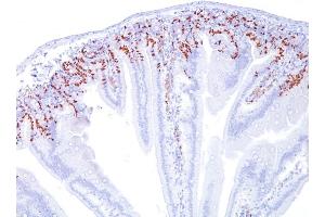 Formalin-fixed, paraffin-embedded Mouse Small Intestine stained with BrdU Mouse Monoclonal Antibody (BRD469). (BrdU antibody)