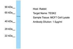 Image no. 1 for anti-Testis-Specific Kinase 2 (TESK2) (C-Term) antibody (ABIN6750038) (TESK2 antibody  (C-Term))