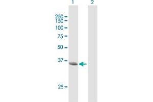 Western Blot analysis of NMI expression in transfected 293T cell line by NMI MaxPab polyclonal antibody. (NMI antibody  (AA 1-307))