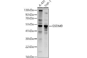 Western blot analysis of extracts of various cell lines, using GSDMD (Full Length+C terminal) antibody (ABIN7267350) at 1:1000 dilution. (GSDMD antibody  (AA 276-484))