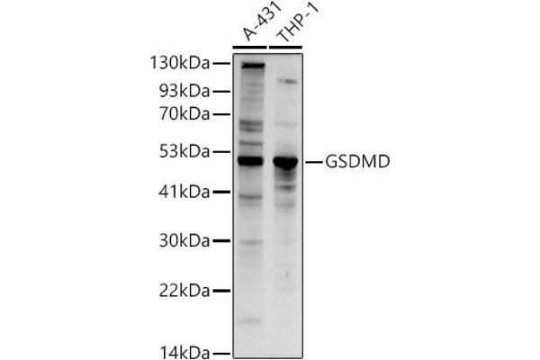 GSDMD antibody  (AA 276-484)