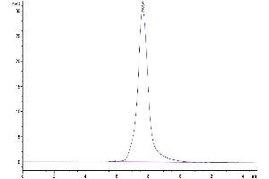 The purity of Mouse CLEC9A is greater than 95 % as determined by SEC-HPLC.