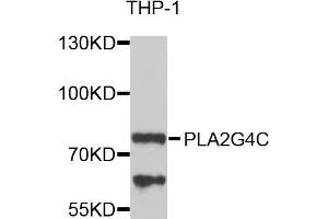 Western blot analysis of extracts of THP-1 cells, using PLA2G4C antibody. (PLA2G4C antibody)