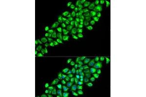 Immunofluorescence analysis of HeLa cells using PON2 Polyclonal Antibody (PON2 antibody)