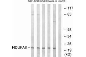 Western Blotting (WB) image for anti-NADH Dehydrogenase (Ubiquinone) 1 alpha Subcomplex, 8, 19kDa (NDUFA8) (AA 109-158) antibody (ABIN2890434) (NDUFA8 antibody  (AA 109-158))