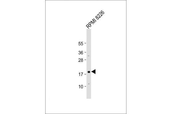 CDKN2A antibody  (C-Term)