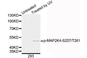 Western blot analysis of extracts of 293 cells, using Phospho-MAP2K4-S257/T261 antibody. (MAP2K4 antibody  (pSer257, pThr261))