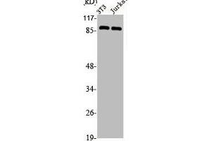 Western Blot analysis of NIH-3T3 Jurkat cells using CDC46 Polyclonal Antibody (MCM5 antibody  (N-Term))