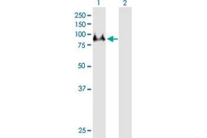 Western Blot analysis of DNAI1 expression in transfected 293T cell line by DNAI1 MaxPab polyclonal antibody. (DNAI1 antibody  (AA 1-699))
