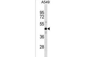 ZN Antibody (Center) (ABIN1537891 and ABIN2838304) western blot analysis in A549 cell line lysates (35 μg/lane). (ZNF883 antibody  (AA 155-181))