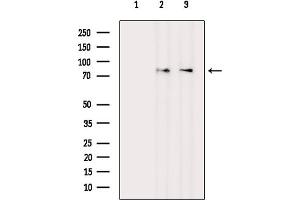 Western blot analysis of lysates from various samples, using eIF2B epsilon Mouse Monoclonal Antibody.