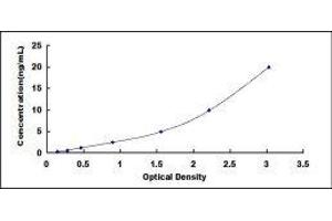 ELISA image for Fatty Acid Synthase (FASN) ELISA Kit (ABIN416530)