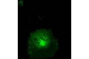 Image no. 4 for anti-CD36 (CD36) antibody (ABIN1497274) (CD36 antibody)
