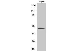 Western Blotting (WB) image for anti-CCAAT/enhancer Binding Protein (C/EBP), alpha (CEBPA) (pSer21) antibody (ABIN3179623) (CEBPA antibody  (pSer21))