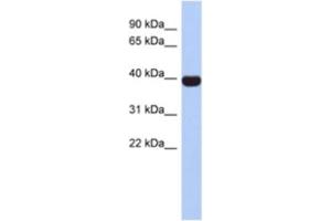 Western Blotting (WB) image for anti-Neurogenic Differentiation 4 (NEUROD4) antibody (ABIN2463887) (NEUROD4 antibody)