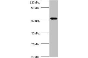 Western blot All lanes: CAMK1G antibody at 5 μg/mL + HL60 whole cell lysate Secondary Goat polyclonal to rabbit IgG at 1/10000 dilution Predicted band size: 54, 52 kDa Observed band size: 54 kDa (CAMK1G antibody  (AA 217-476))