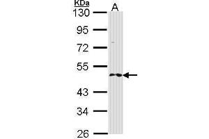 WB Image Sample (30 ug of whole cell lysate) A: H1299 10% SDS PAGE antibody diluted at 1:1000 (RNF25 antibody  (C-Term))