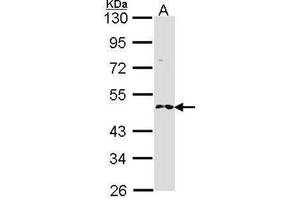 RNF25 antibody  (C-Term)