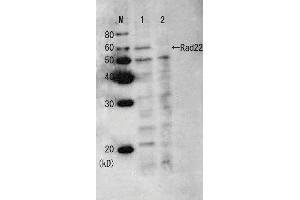 Western Blotting (WB) image for anti-Rad22/Rad52 (full length) antibody (ABIN2452089) (Rad22/Rad52 (full length) antibody)