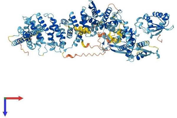 UBE3C Protein (AA 1-1083) (His tag)