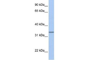 WB Suggested Anti-SPDEF Antibody Titration:  0. (SPDEF/PSE antibody  (Middle Region))