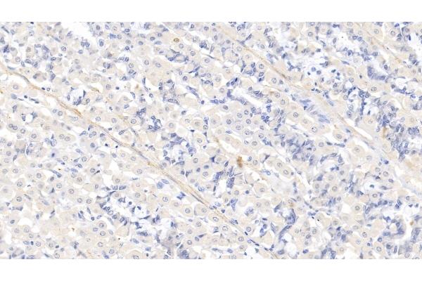 MYH11 antibody  (AA 162-315)