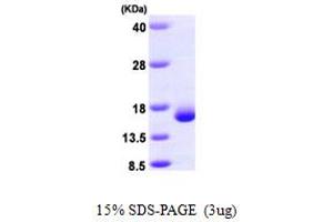 SDS-PAGE (SDS) image for Lectin, Galactoside-Binding, Soluble, 2 (LGALS2) (AA 1-132) protein (His tag) (ABIN667188) (Galectin 2 Protein (AA 1-132) (His tag))