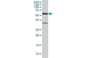 BAIAP2L1 antibody  (AA 398-511)