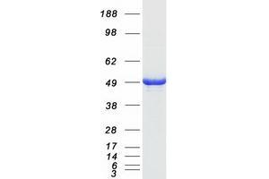 Validation with Western Blot (ADSS Protein (Myc-DYKDDDDK Tag))