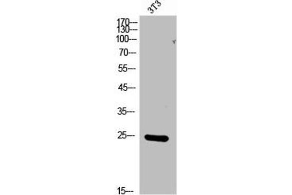 FGF17 antibody  (C-Term)