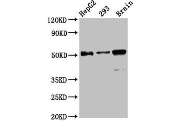 ZFP57 anticorps  (AA 183-295)