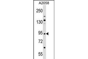 TRIM42 Antibody (Center) (ABIN1538427 and ABIN2848625) western blot analysis in  cell line lysates (35 μg/lane). (TRIM42 antibody  (AA 441-470))